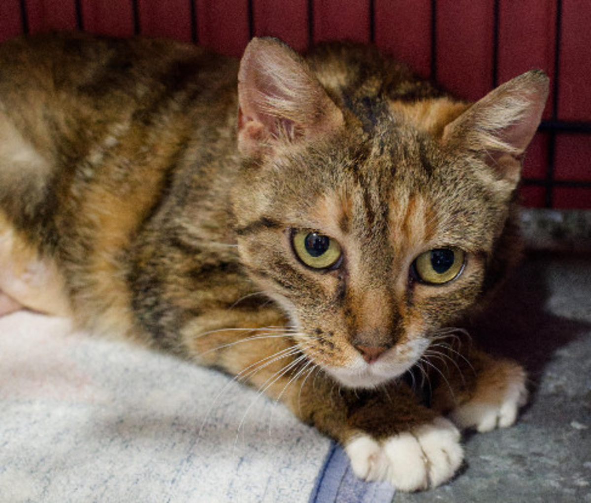 Adoption Gloria
