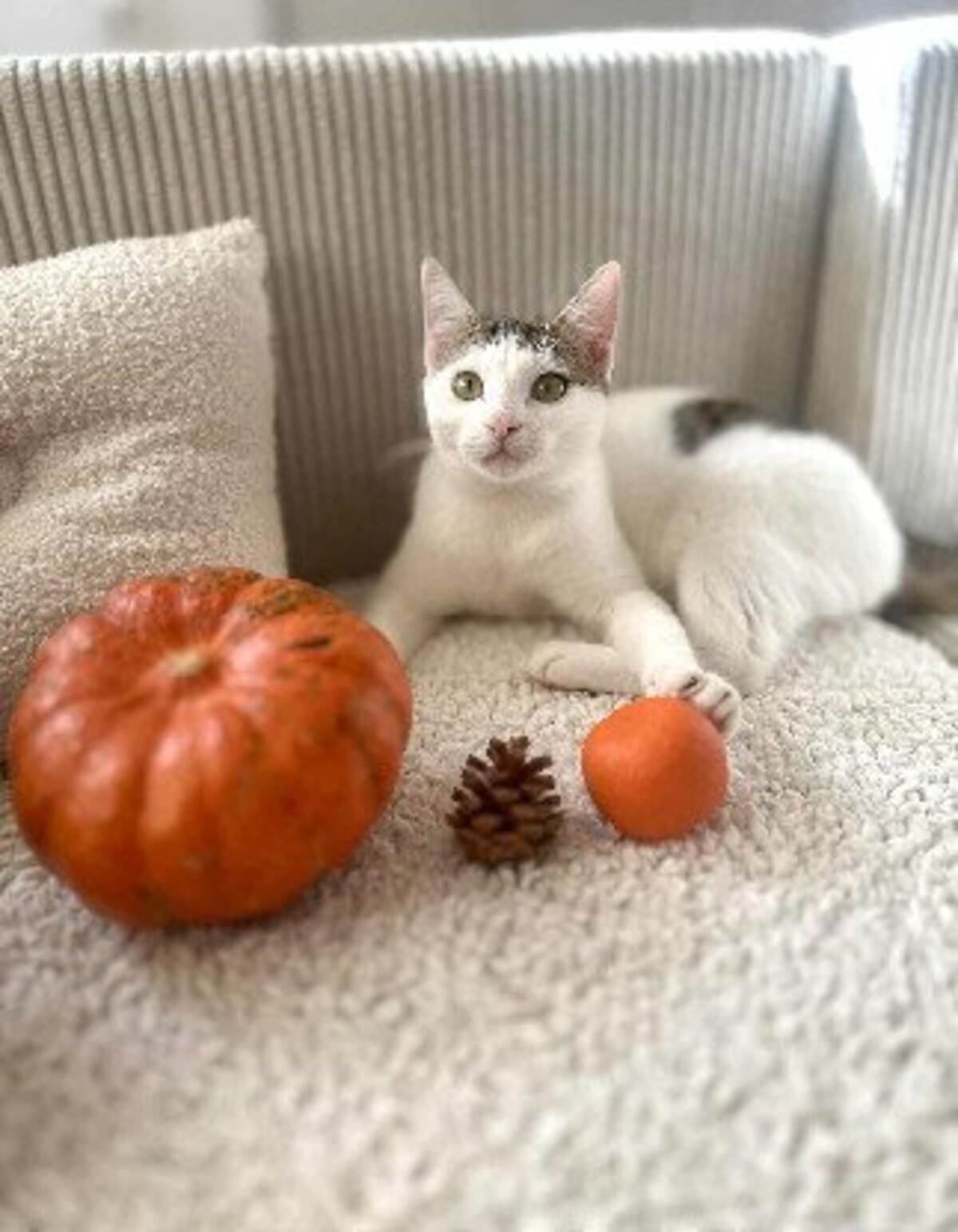 Adoption Gojo