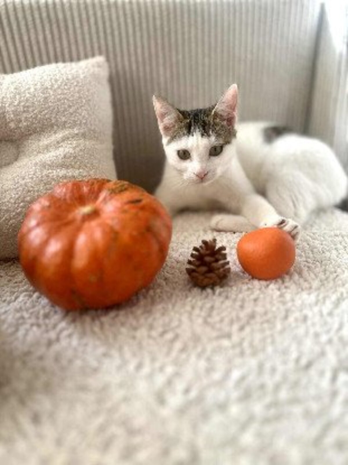Adoption Gojo