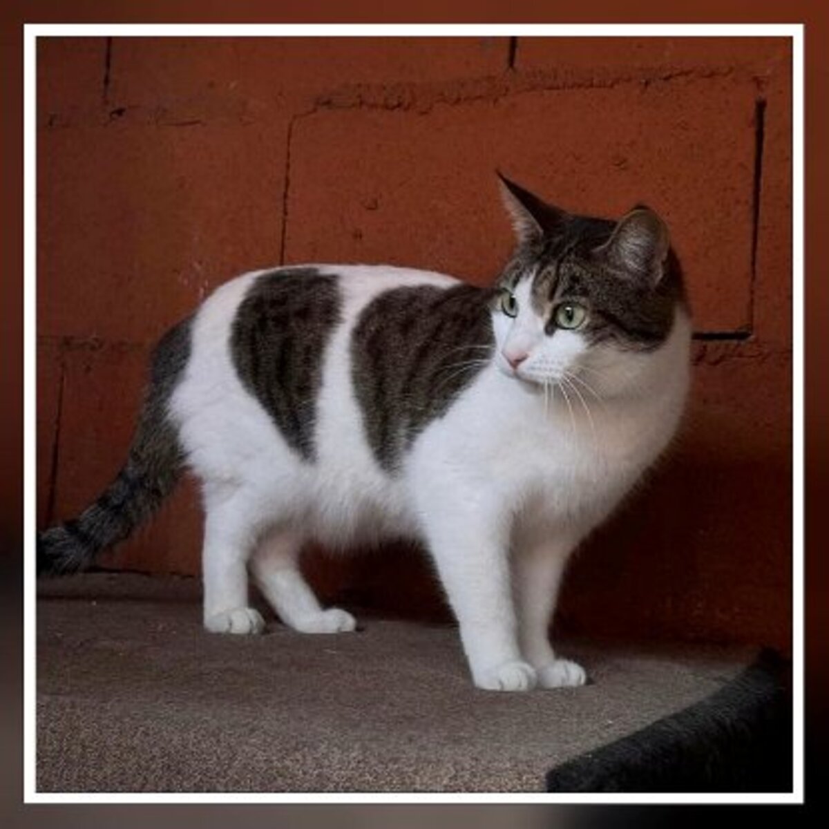 Adoption Golosina
