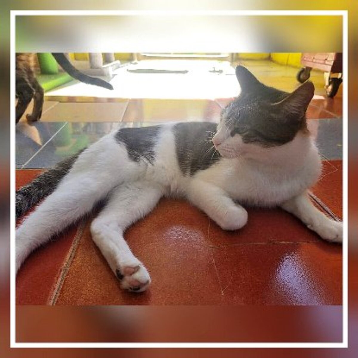 Adoption Golosina