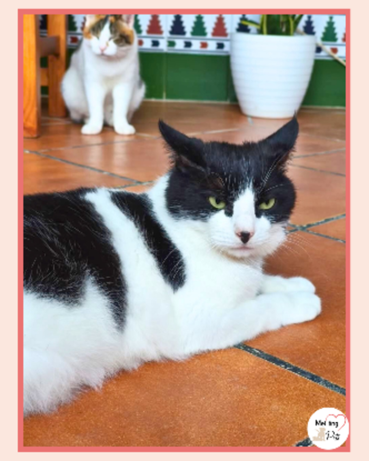 Adoption Gordo