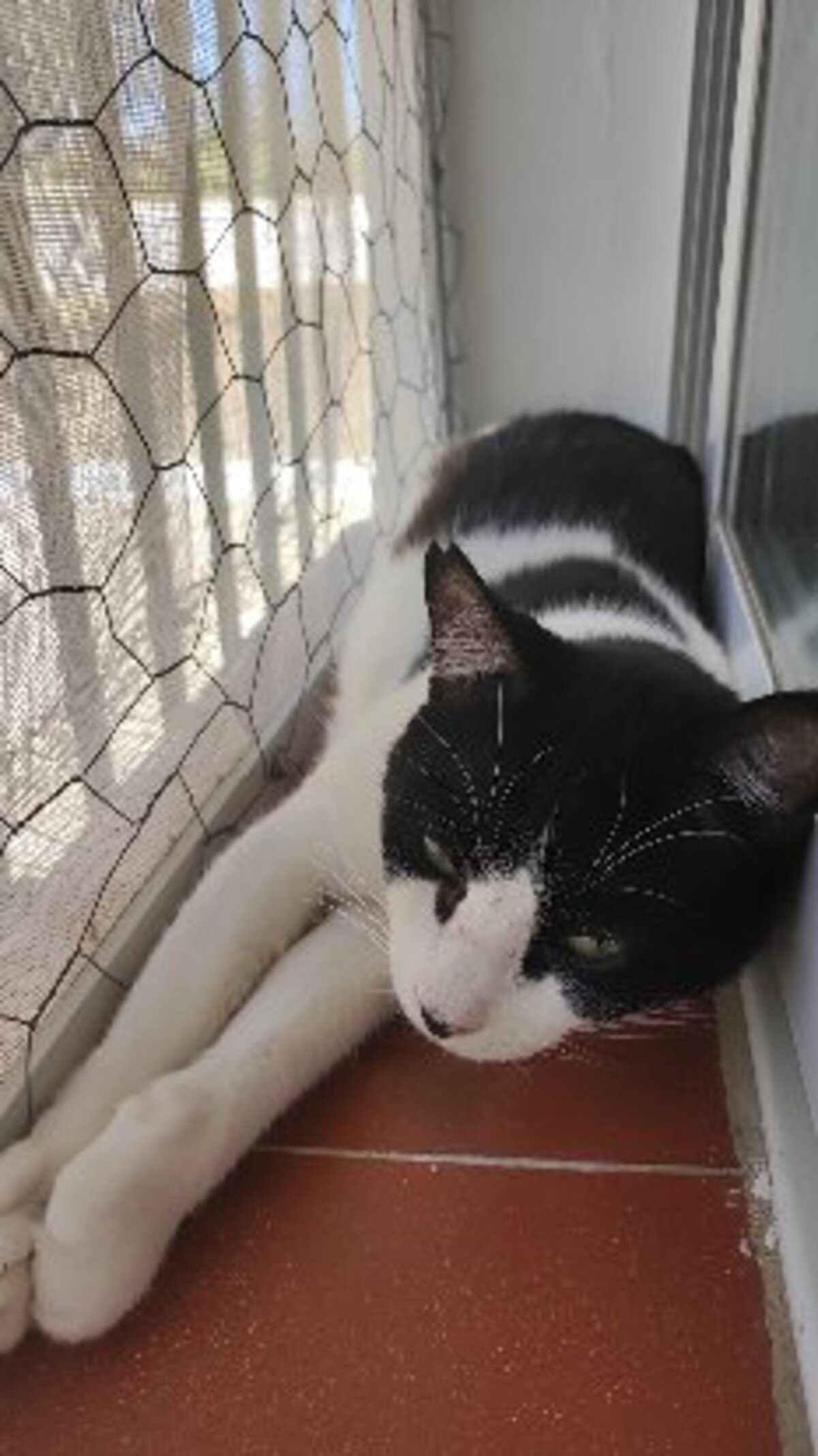 Adoption Gordo