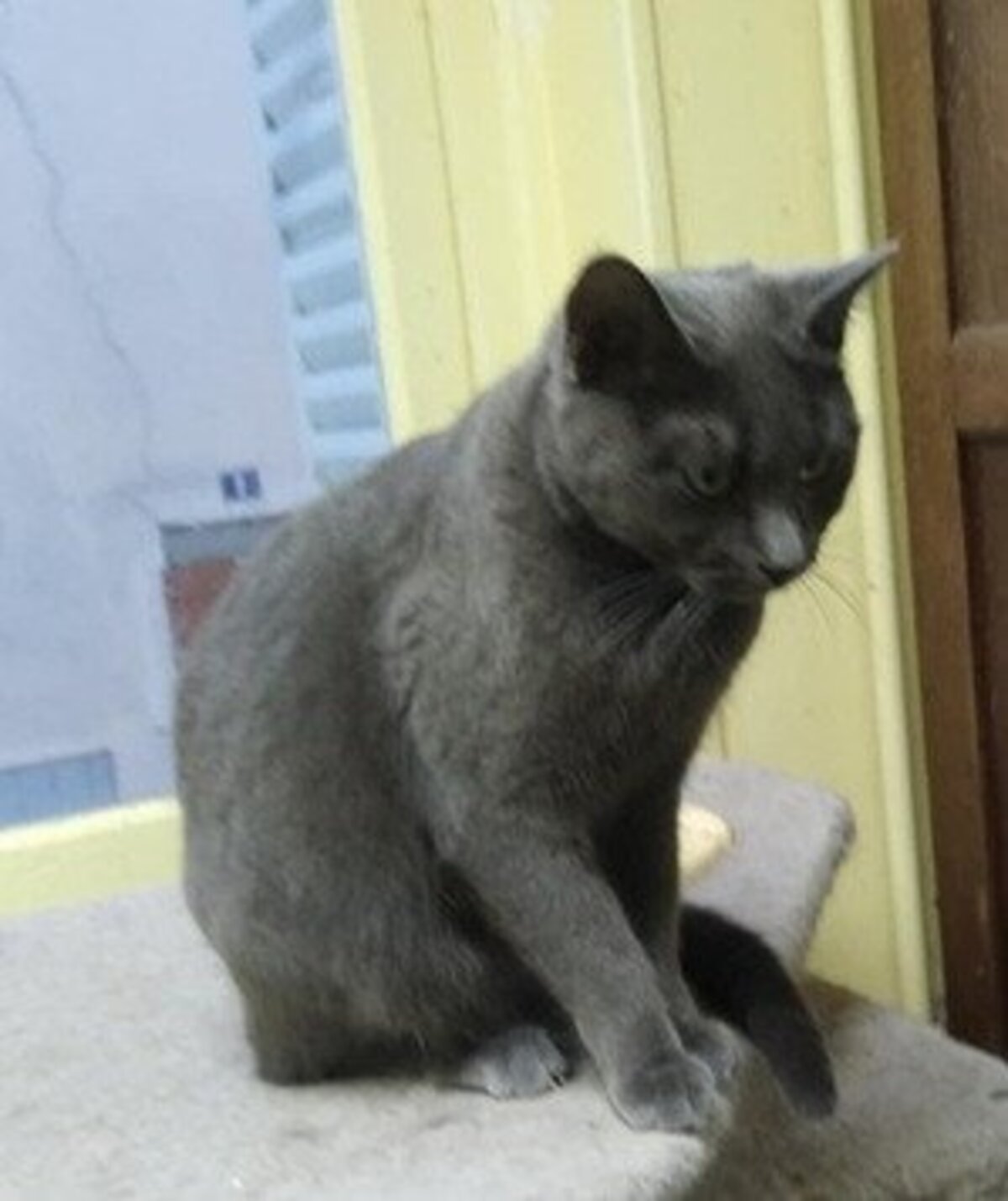 Adoption Grisette