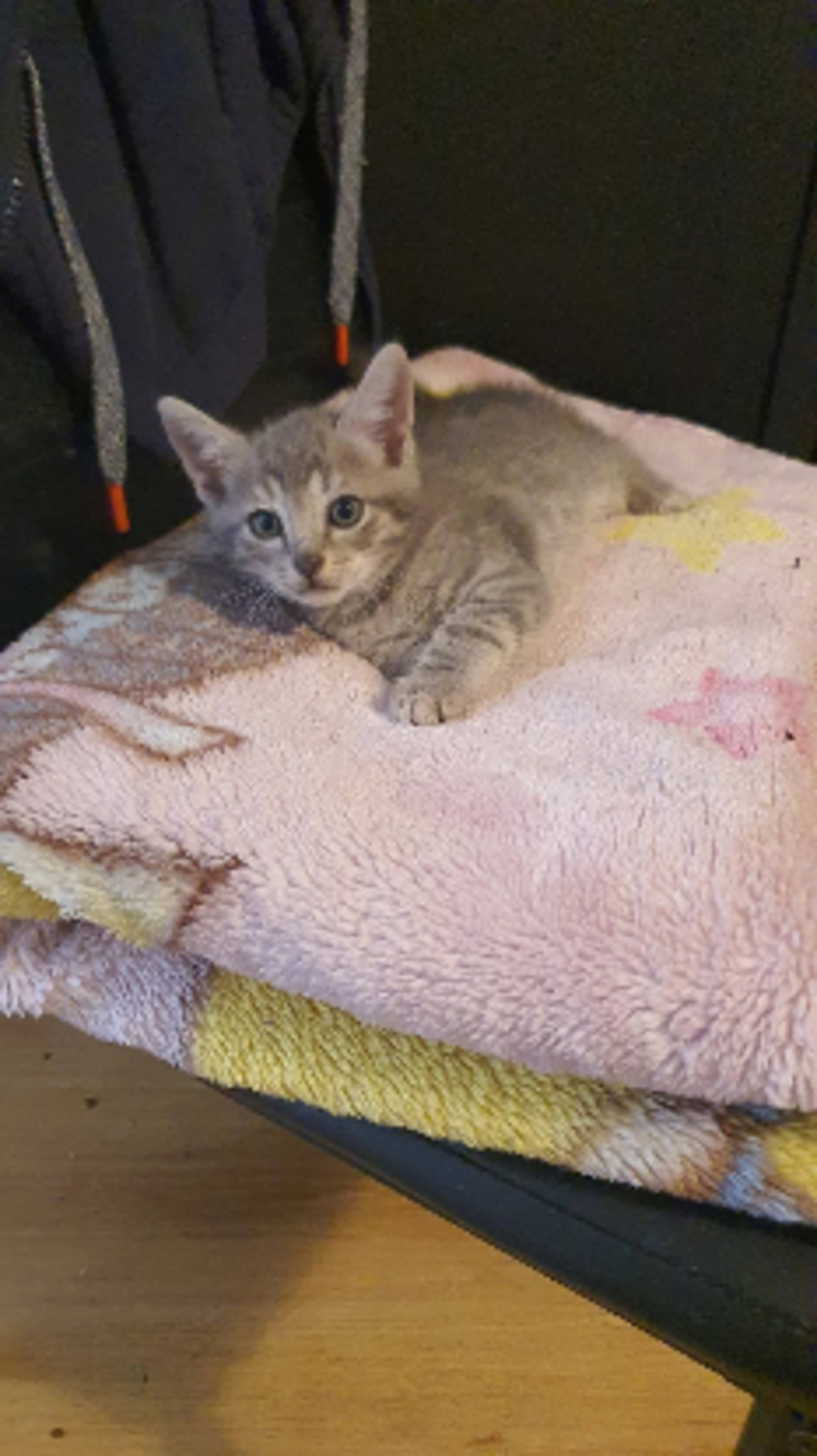 Adoption grison