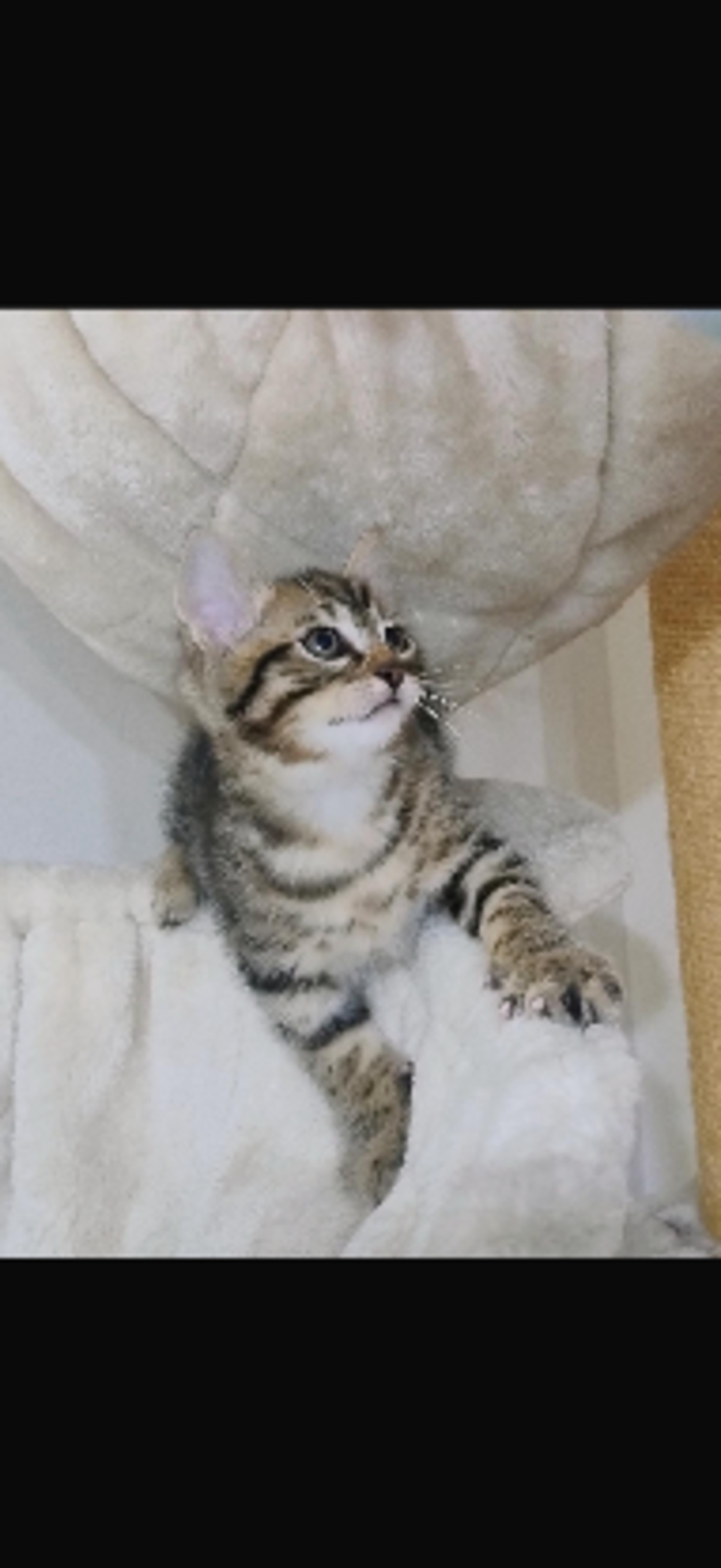 Adoption Groot