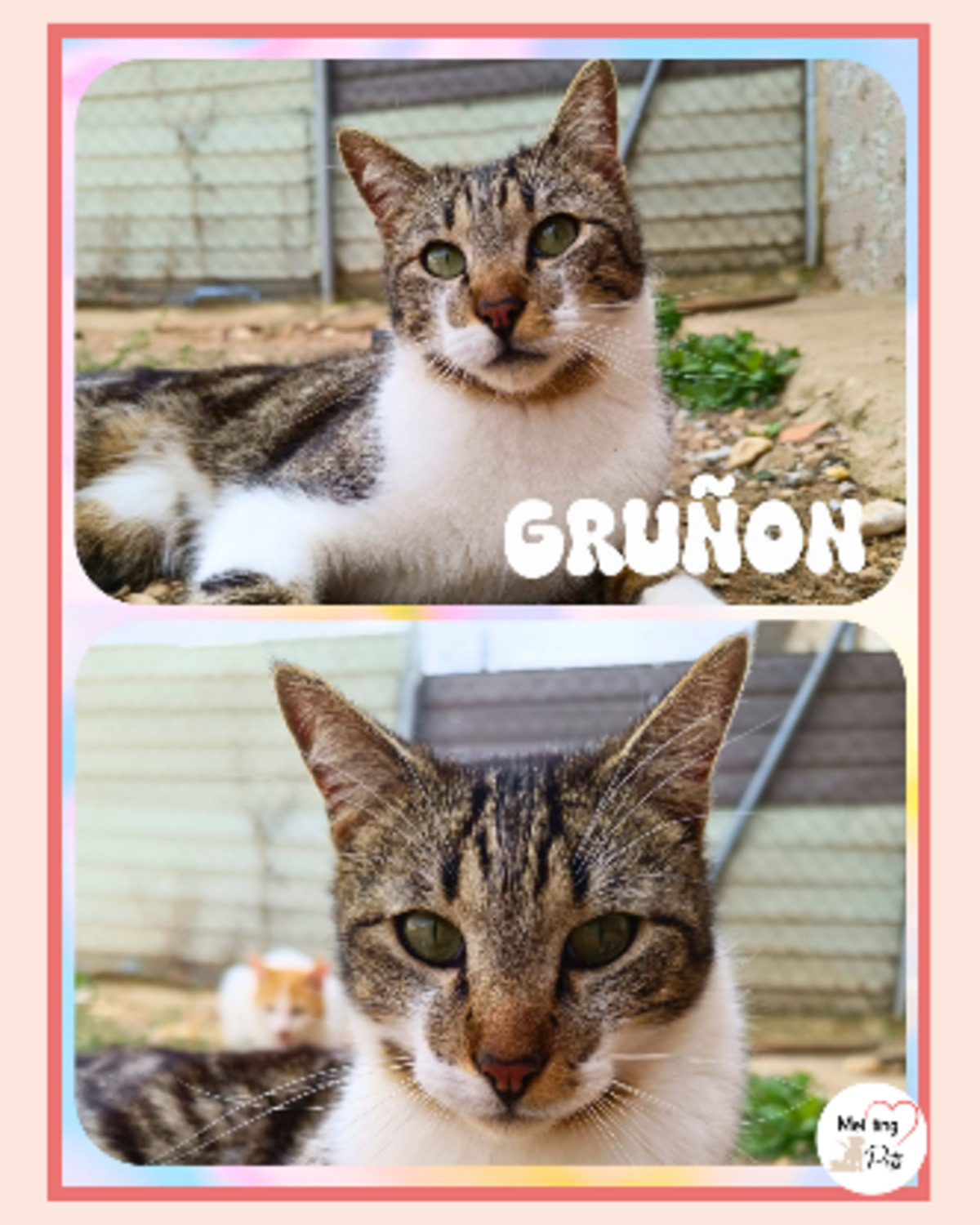 Adoption Gruñon