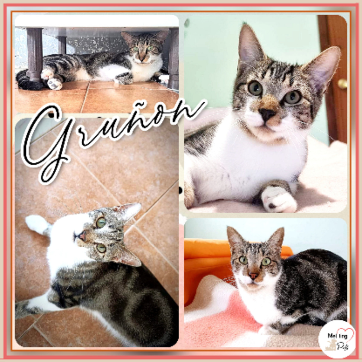 Adoption Gruñon