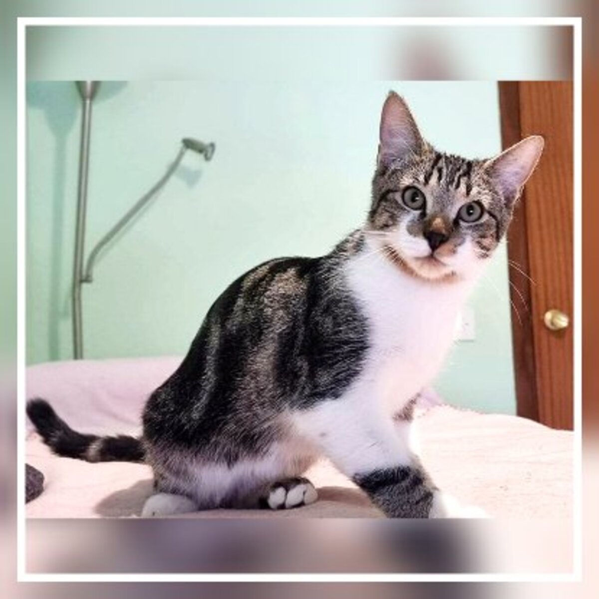 Adoption Gruñon