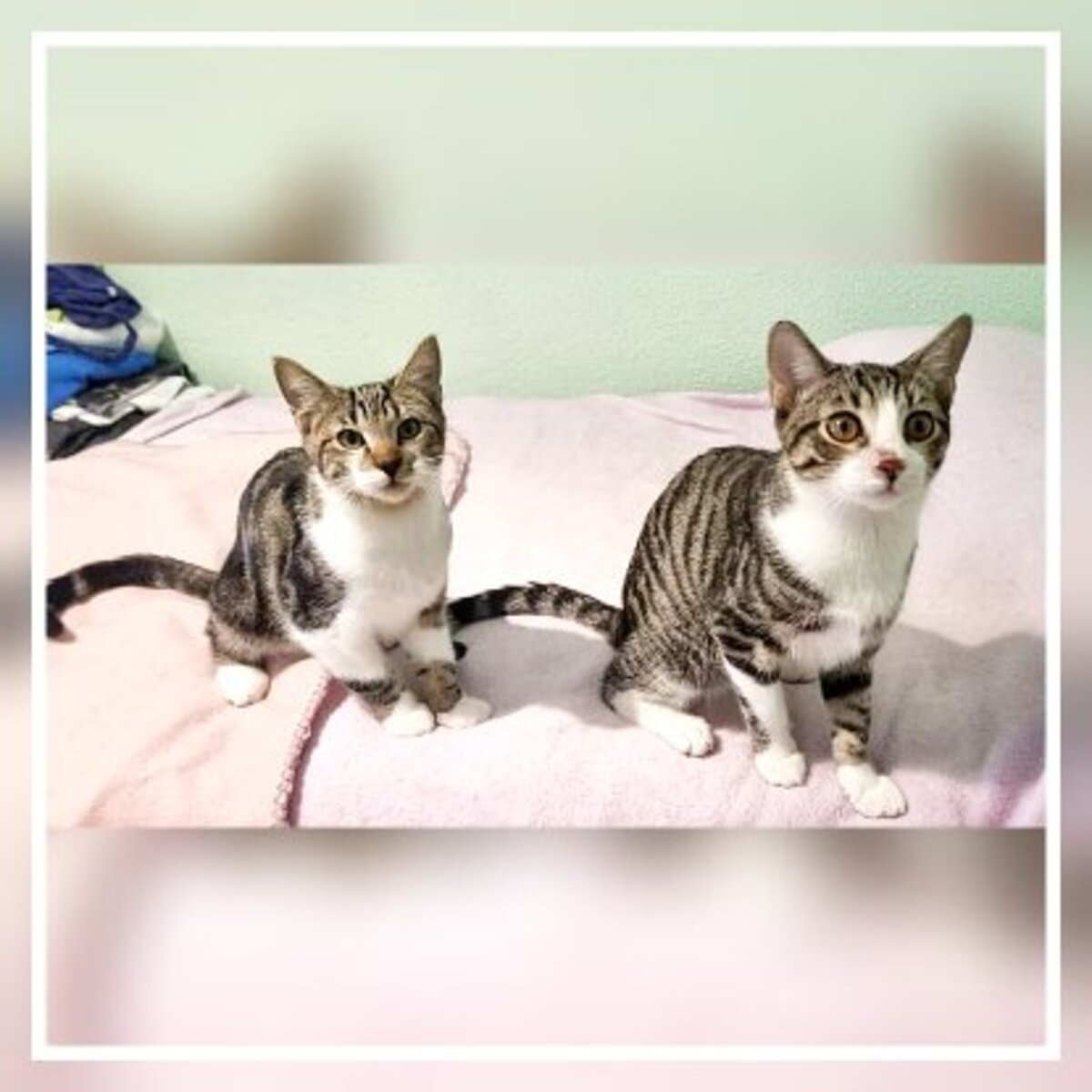 Adoption Gruñon