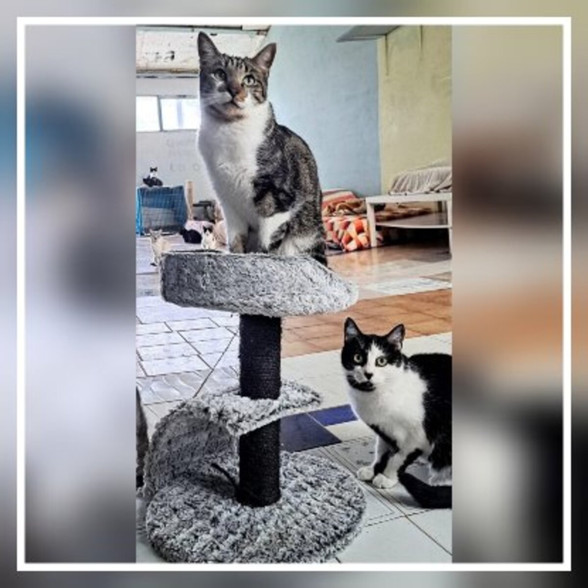 Adoption Gruñon