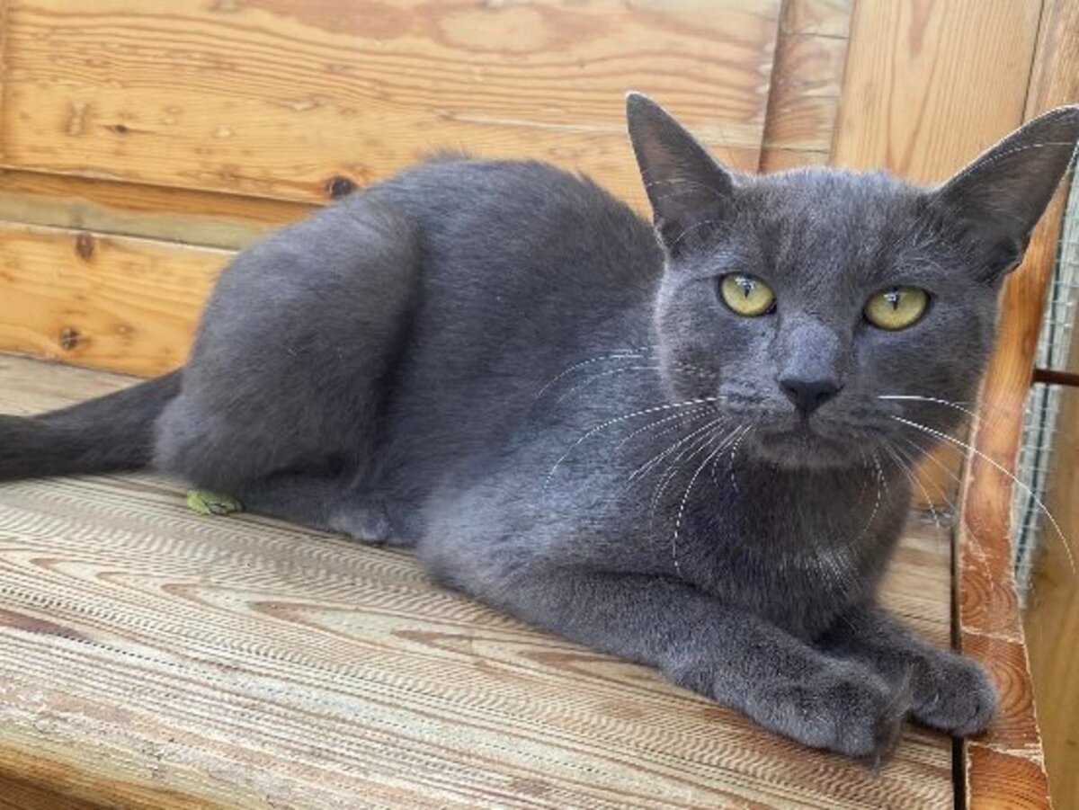 Adoption Gryffondor