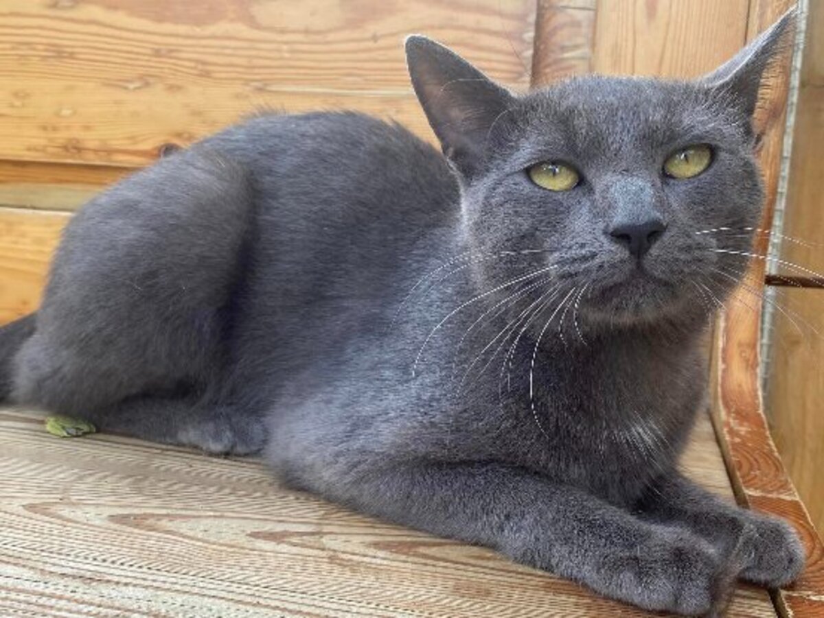 Adoption Gryffondor