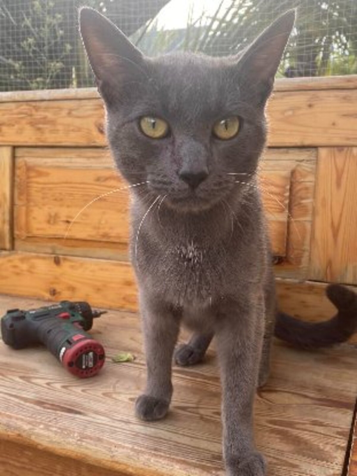 Adoption Gryffondor