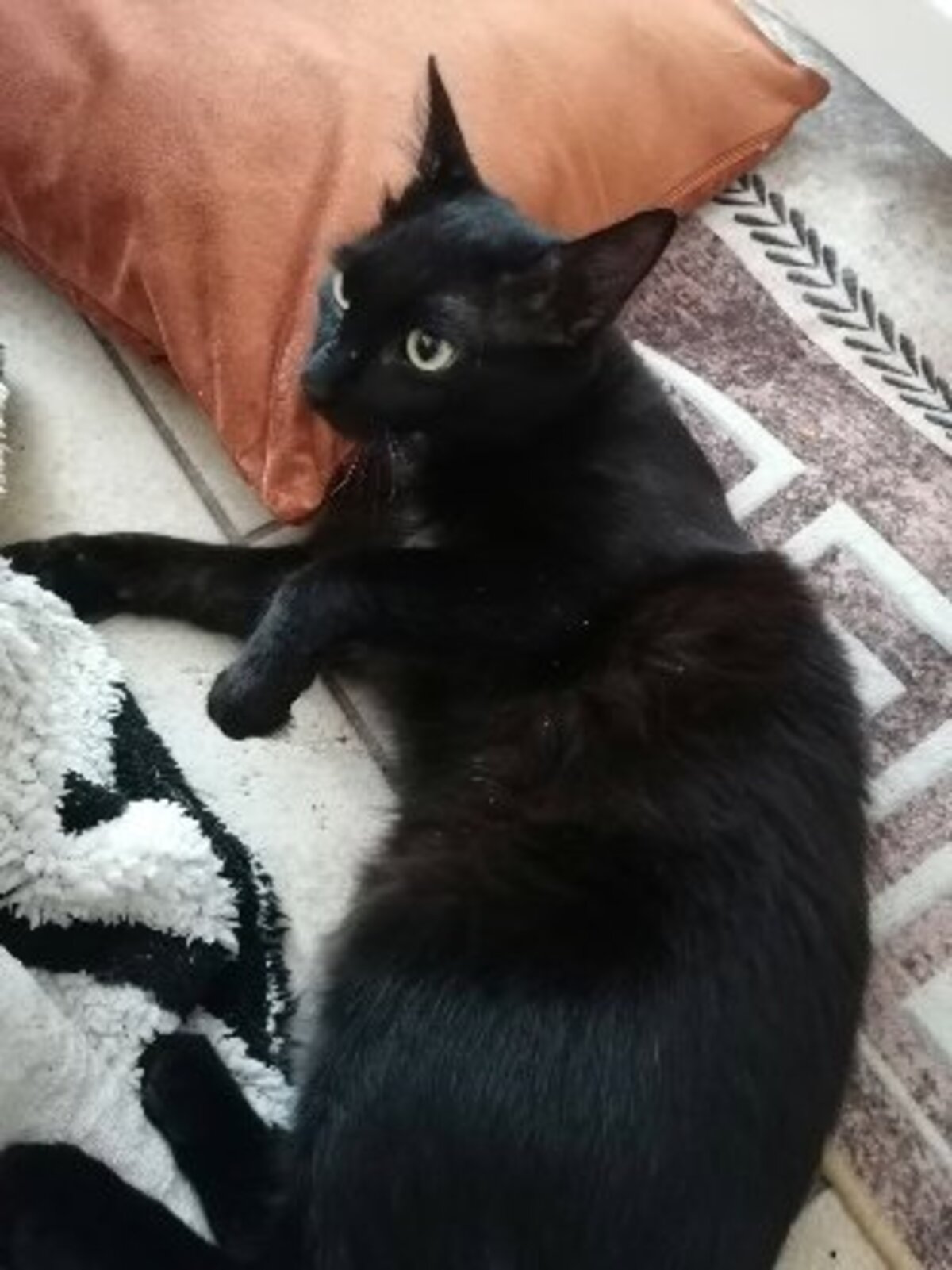 Adoption Gustave