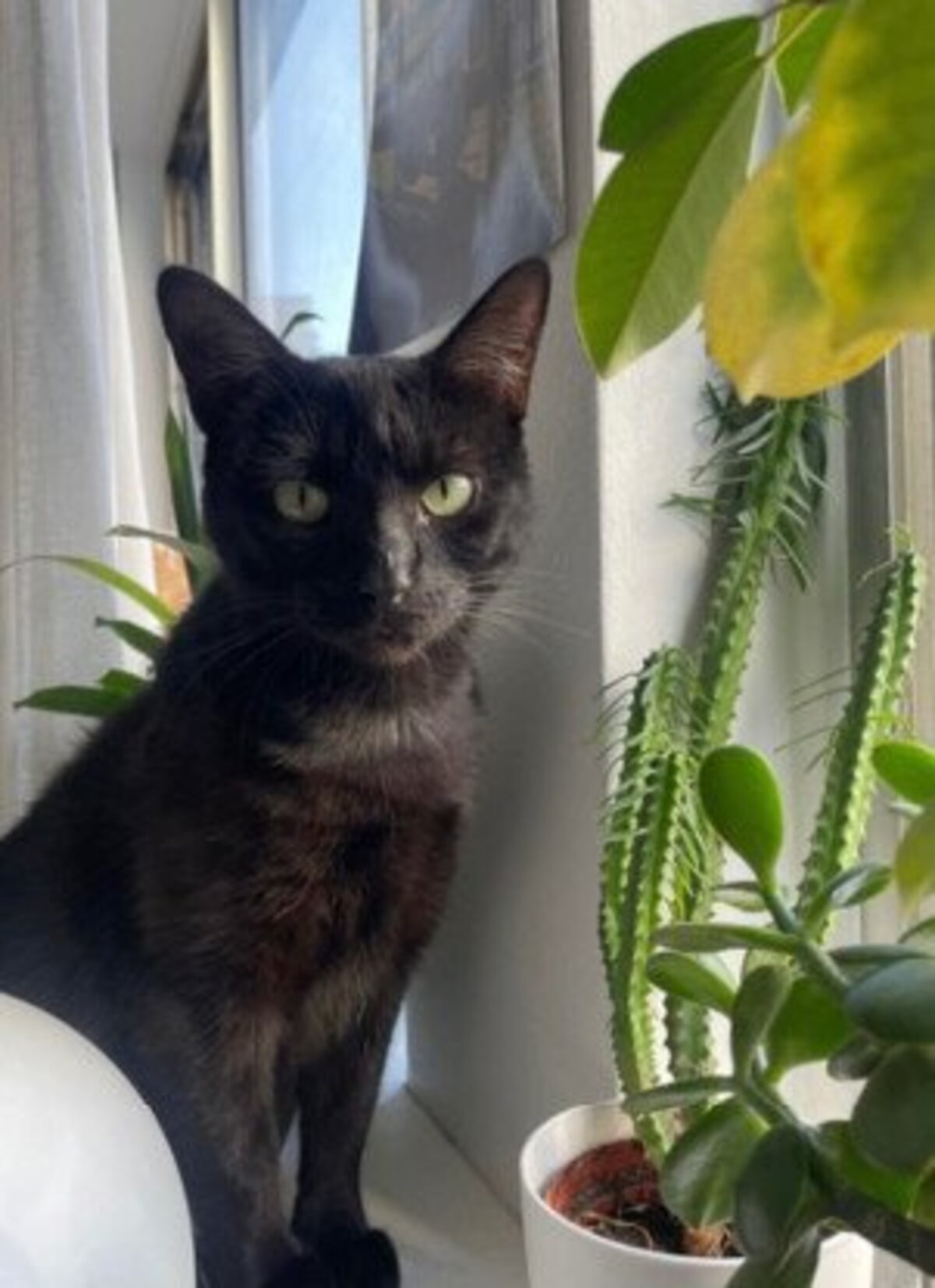 Adoption Hermione et hercule