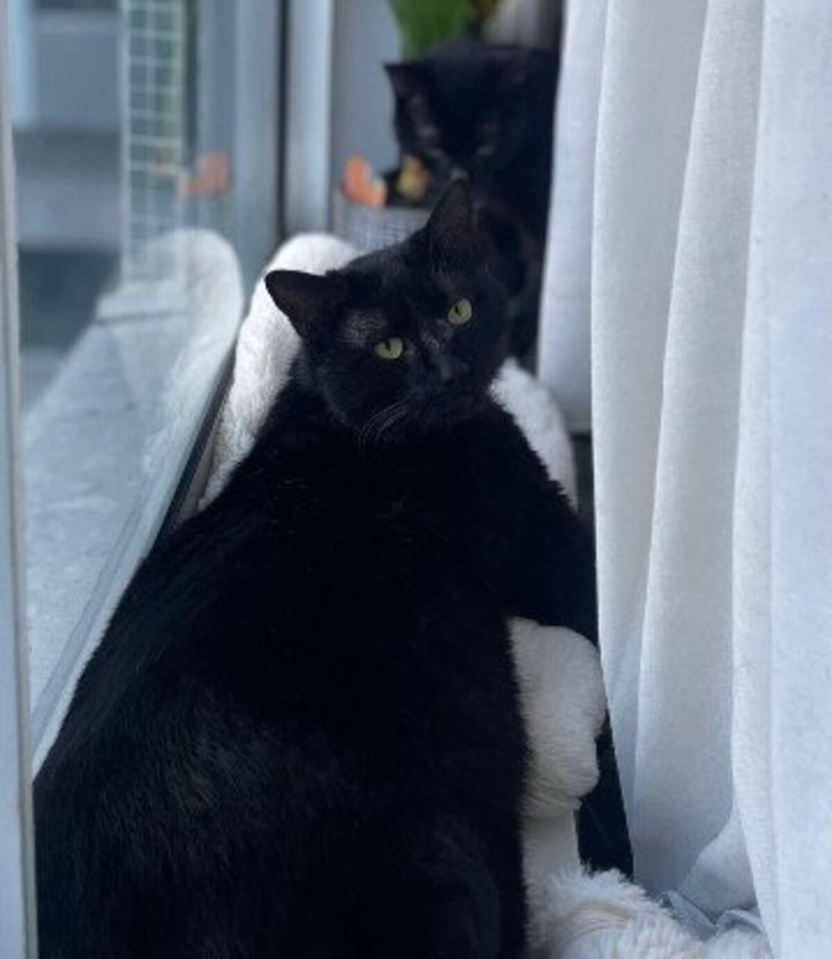 Adoption Hermione et hercule