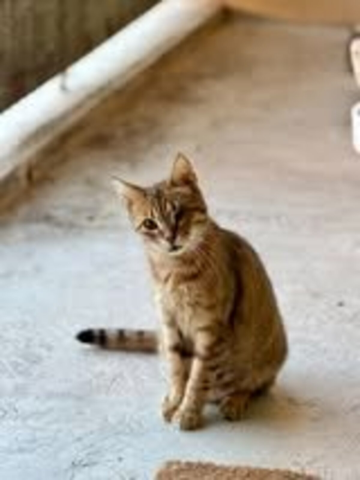Adoption Hestia