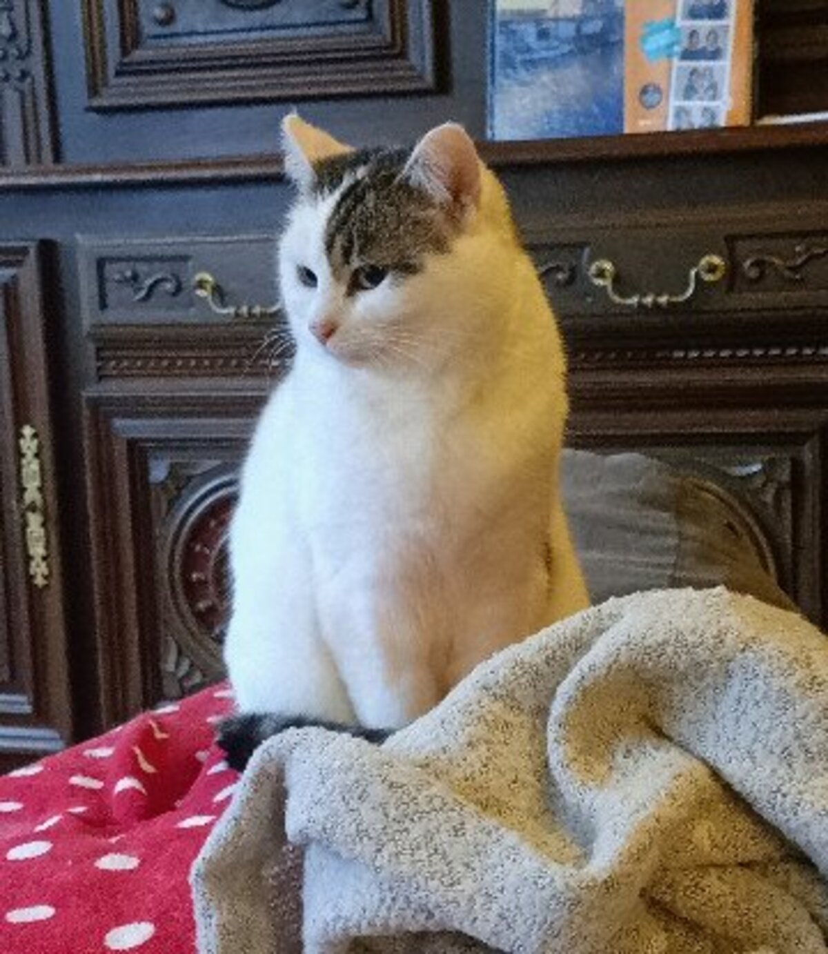 Adoption Himalaya