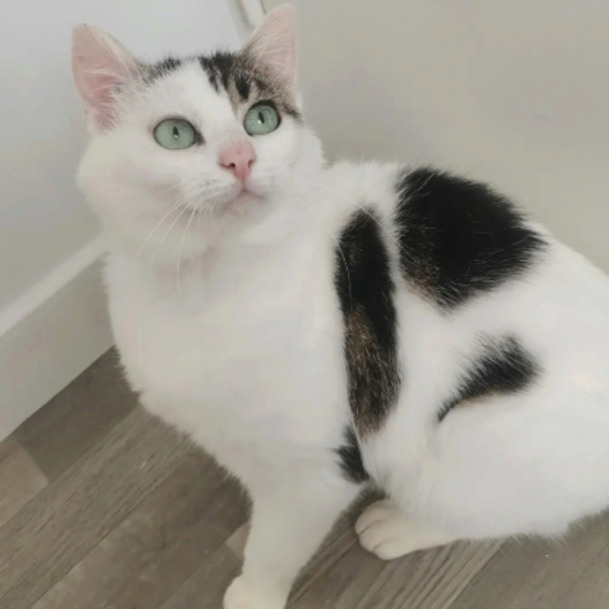 Adoption Himalaya