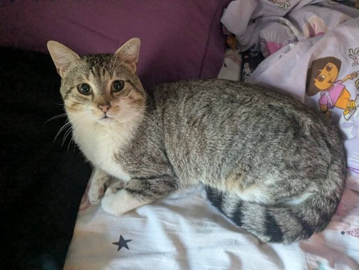 Adoption Hippolyte