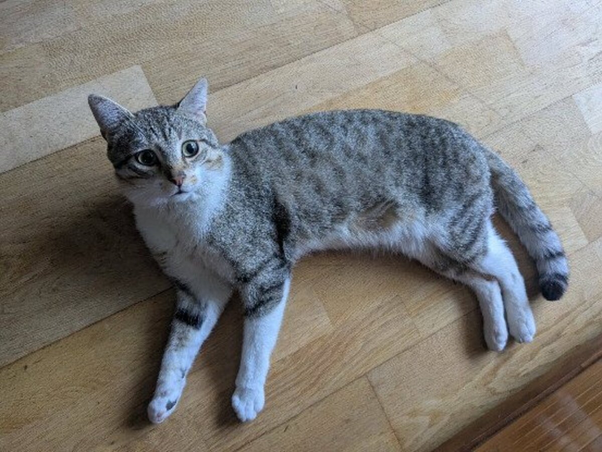 Adoption Hippolyte