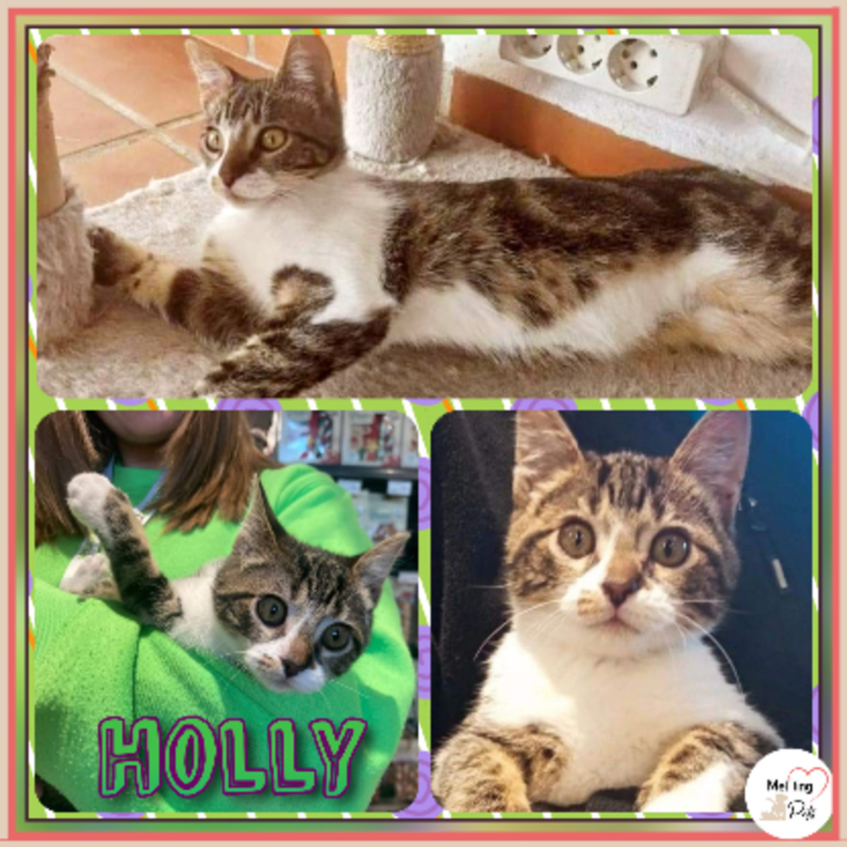 Adoption Holly