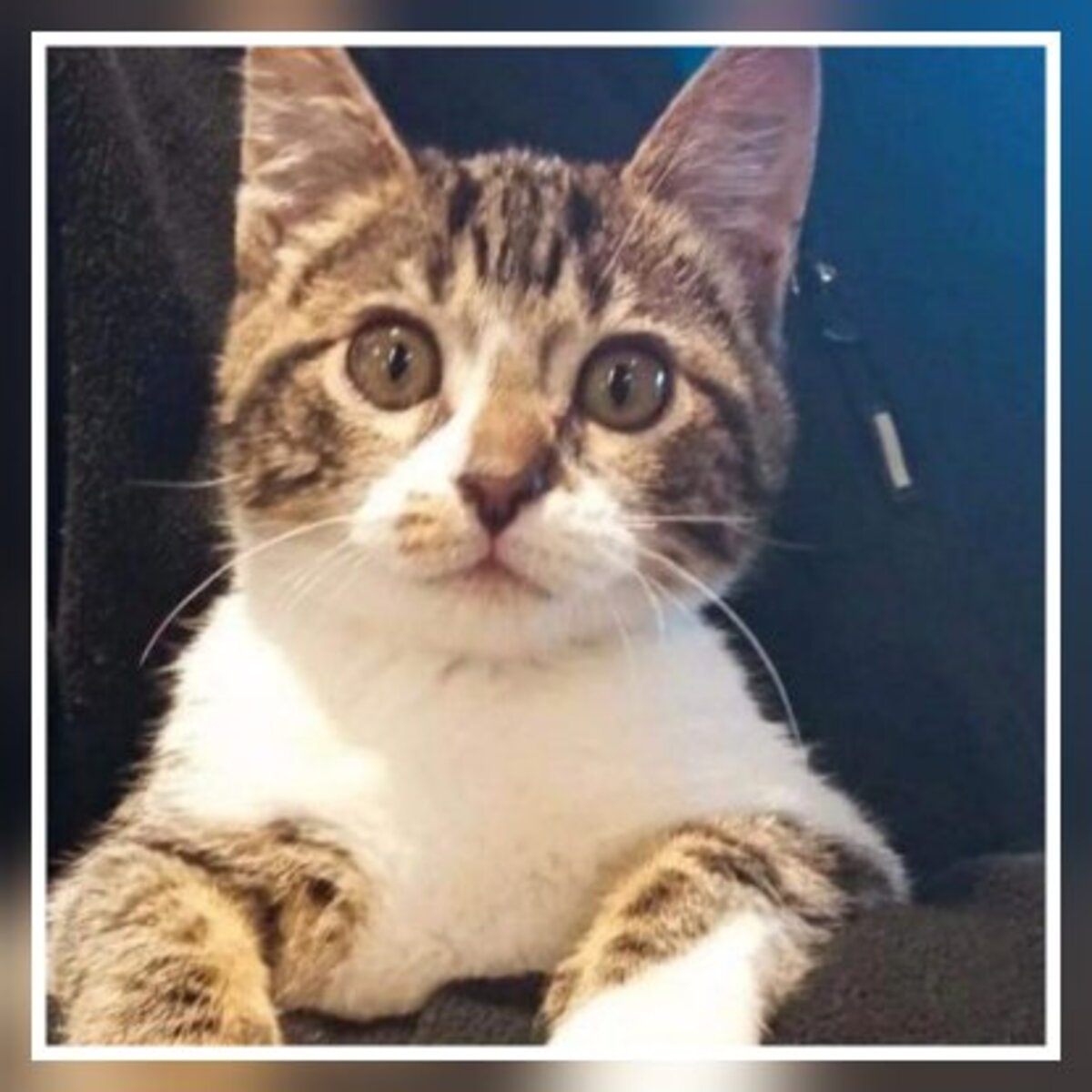 Adoption Holly