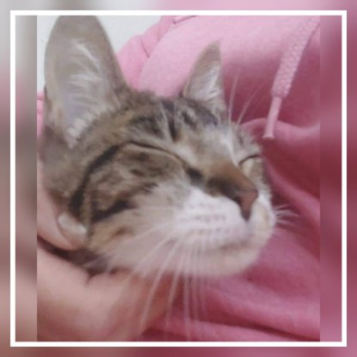 Adoption Holly