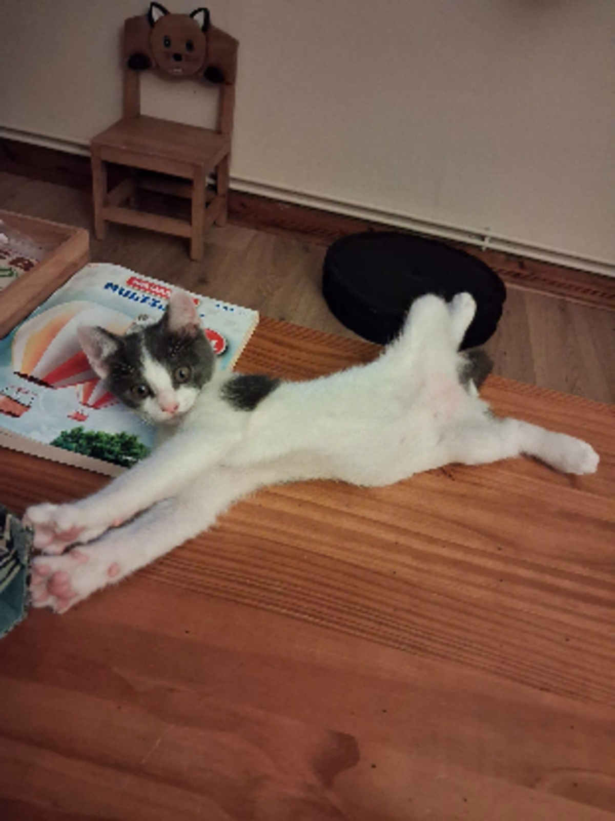 Adoption Homer