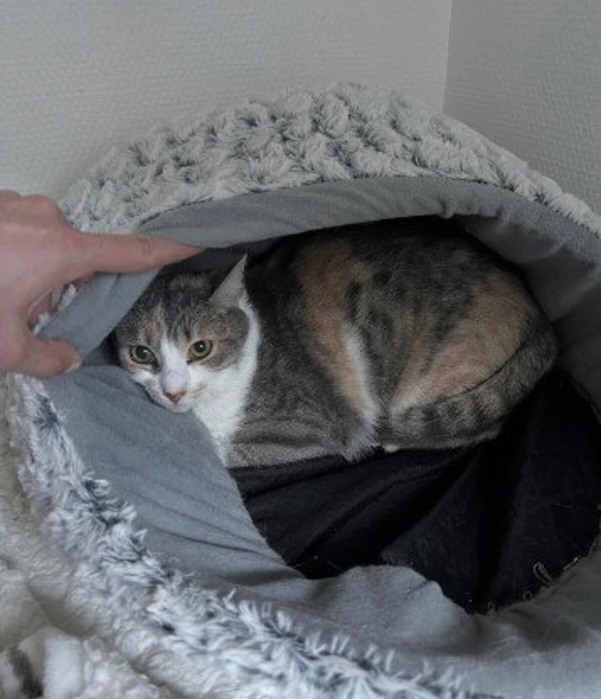 Adoption Honey