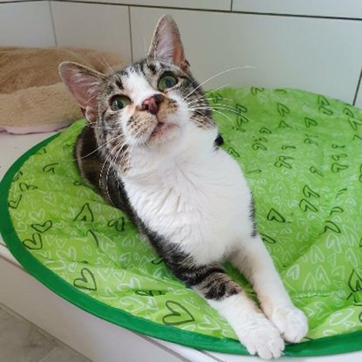 Adoption Hoshi