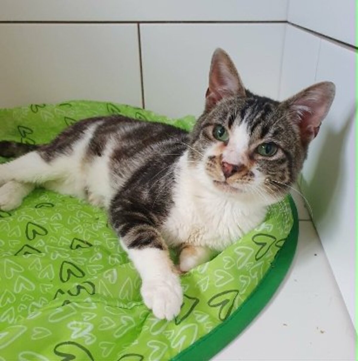 Adoption Hoshi
