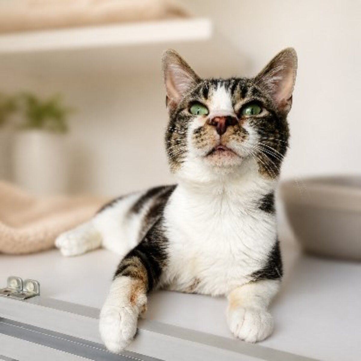 Adoption Hoshi