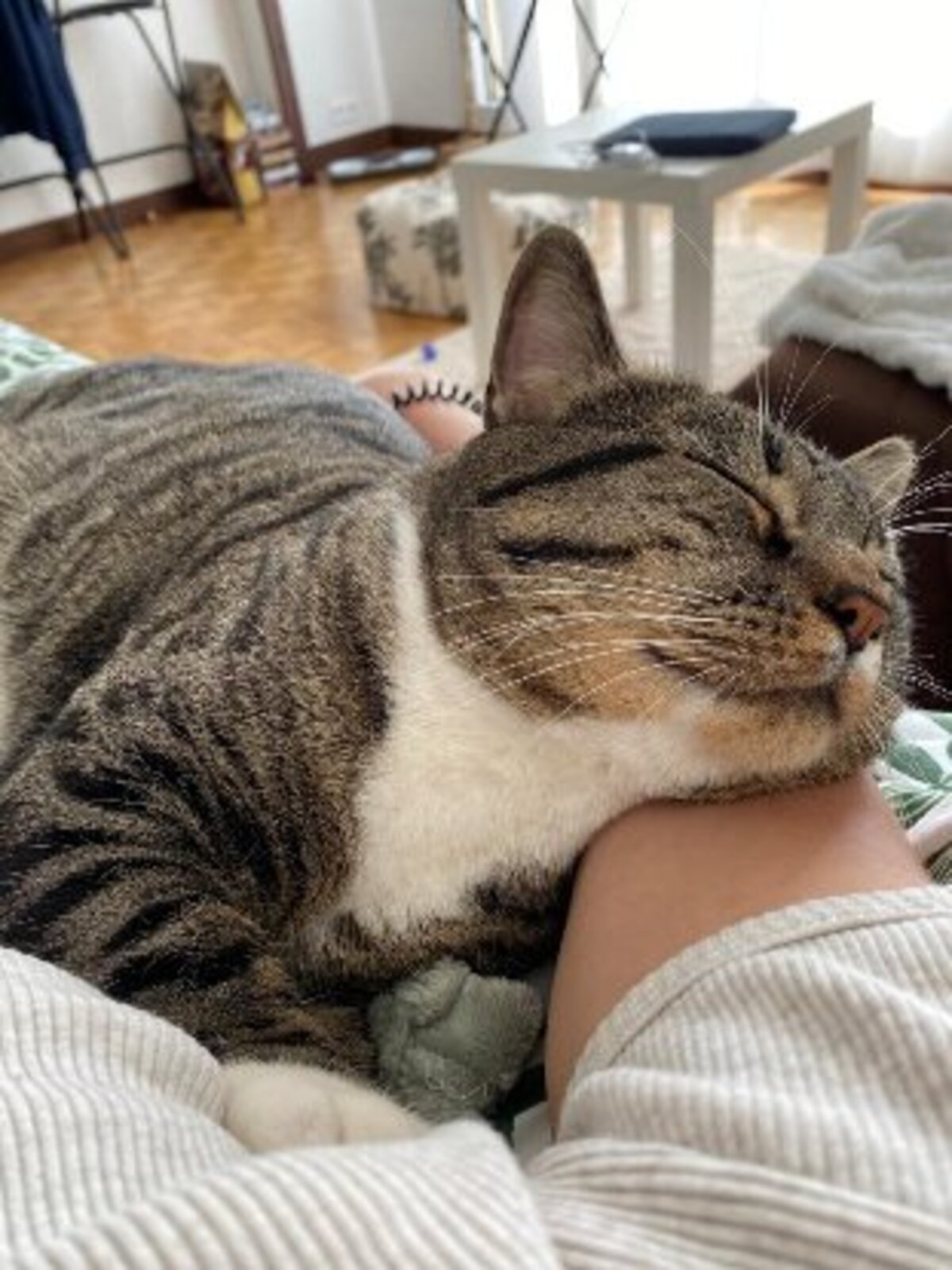 Adoption Hugo