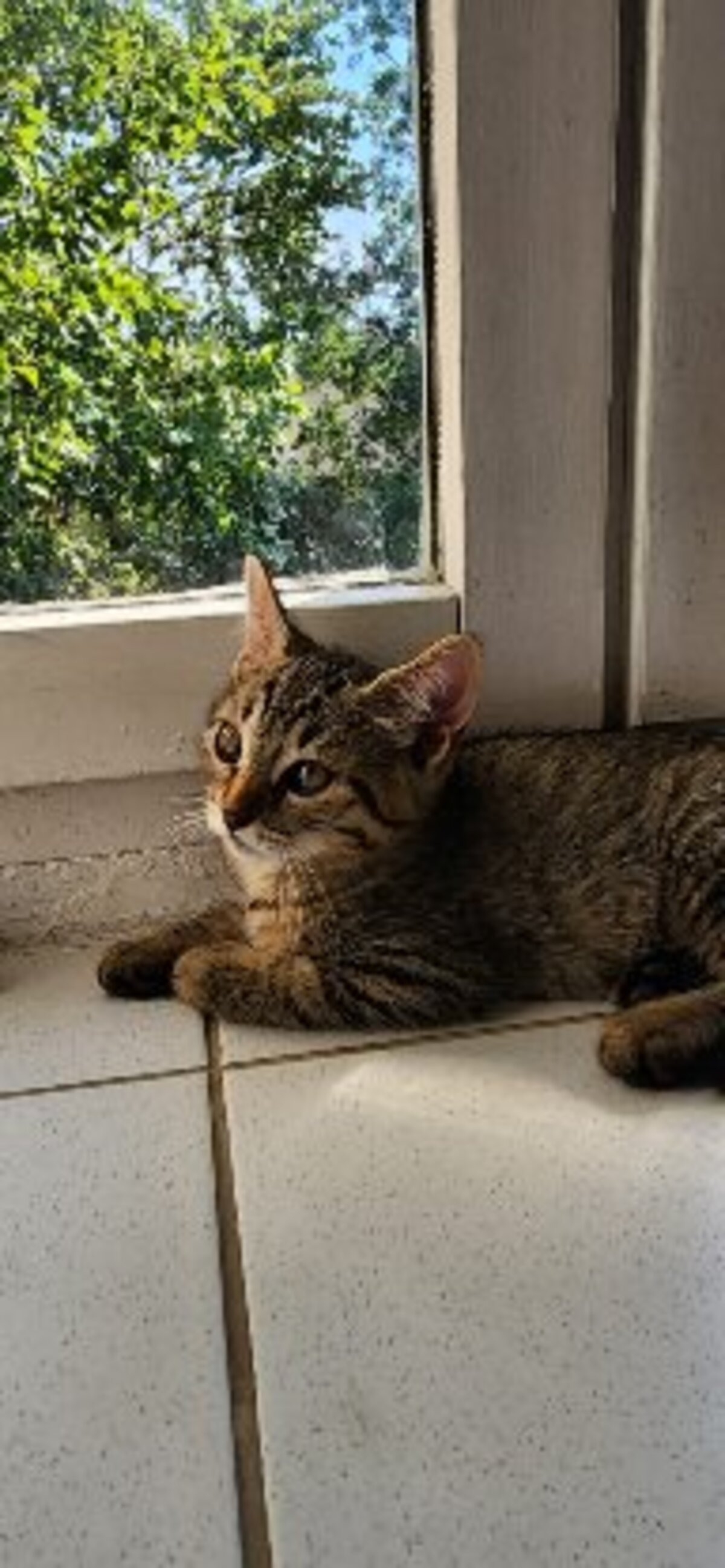 Adoption Inari
