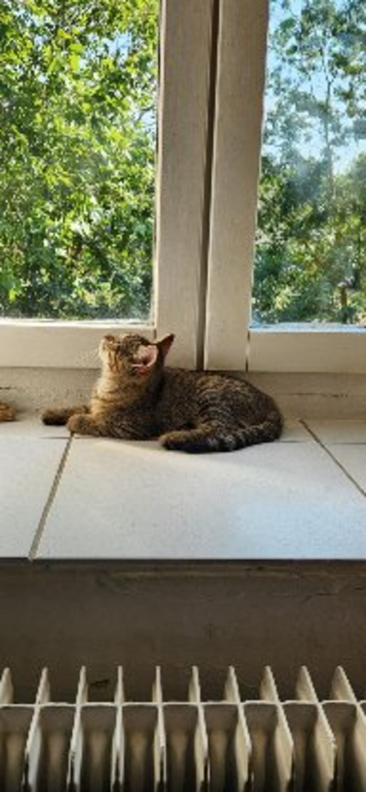 Adoption Inari