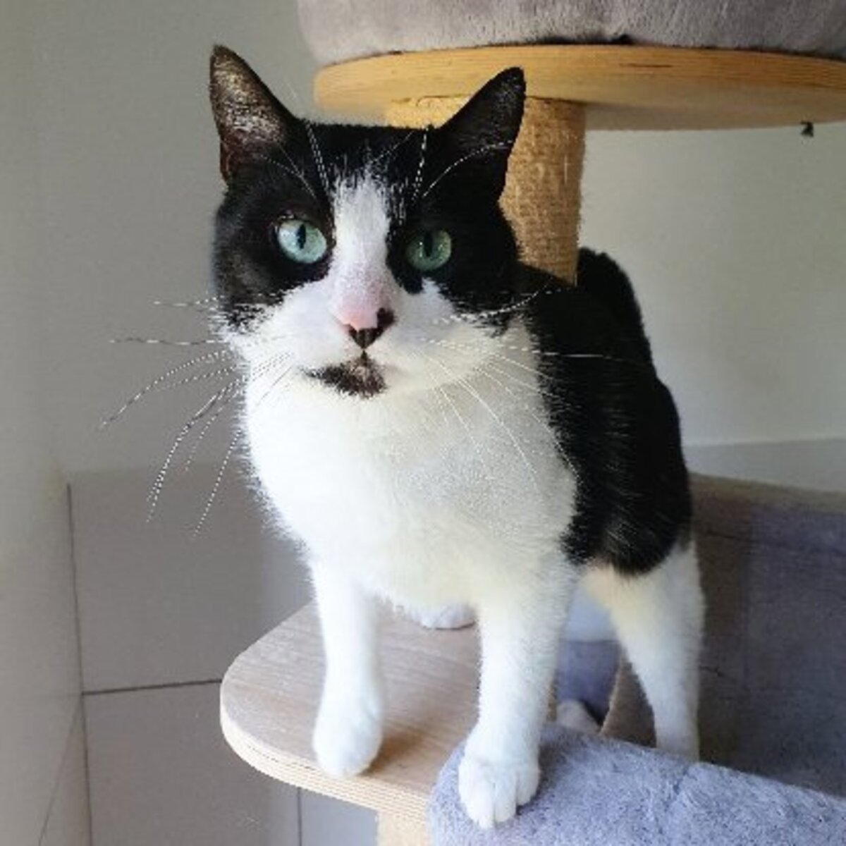 Adoption Inaya