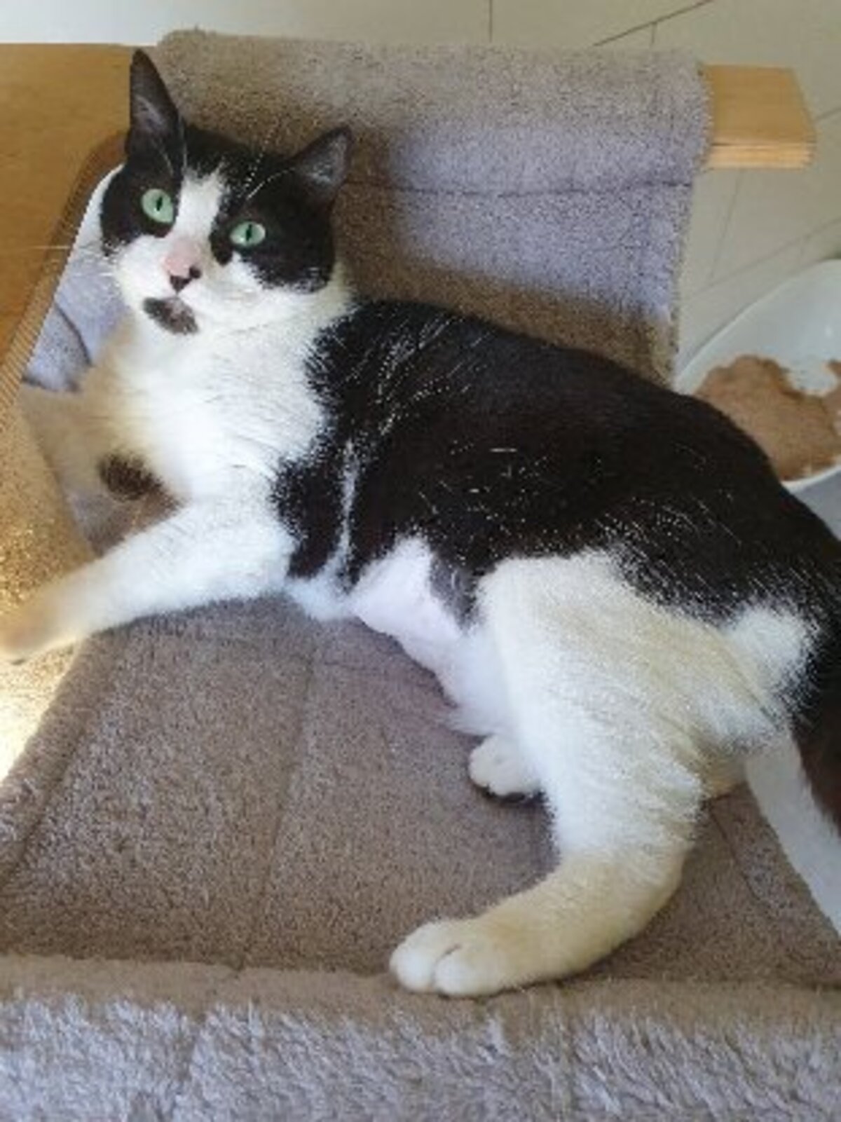 Adoption Inaya