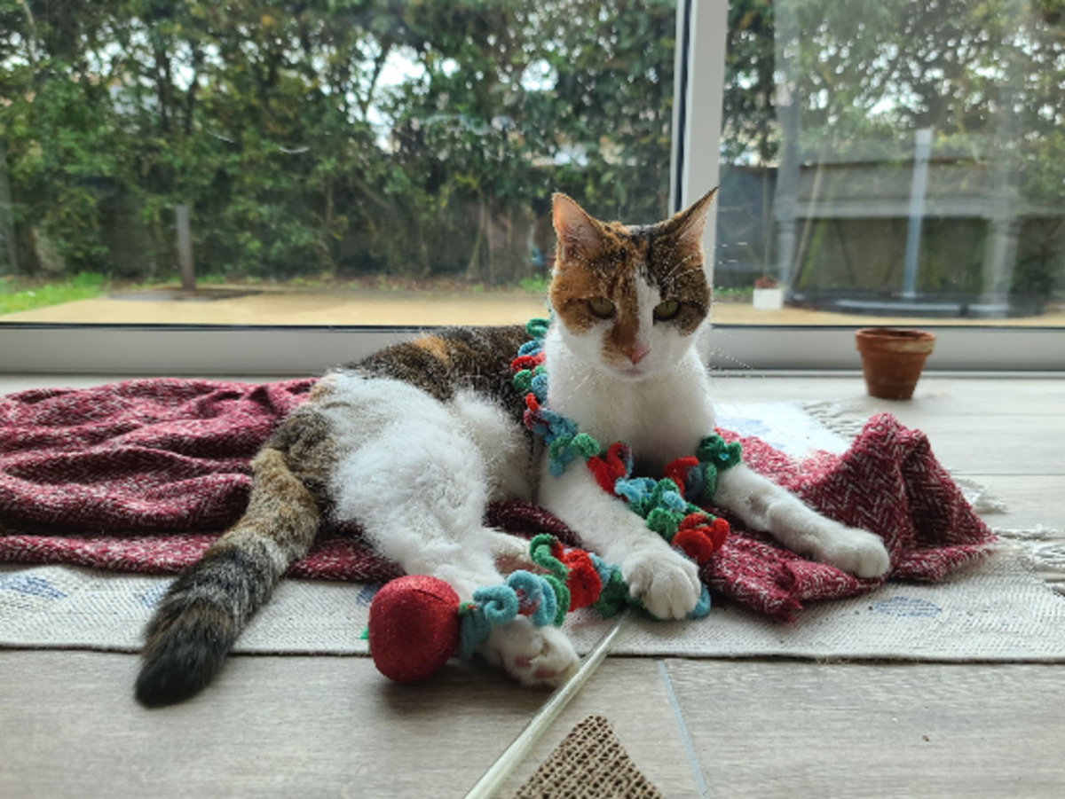 Adoption Indiana