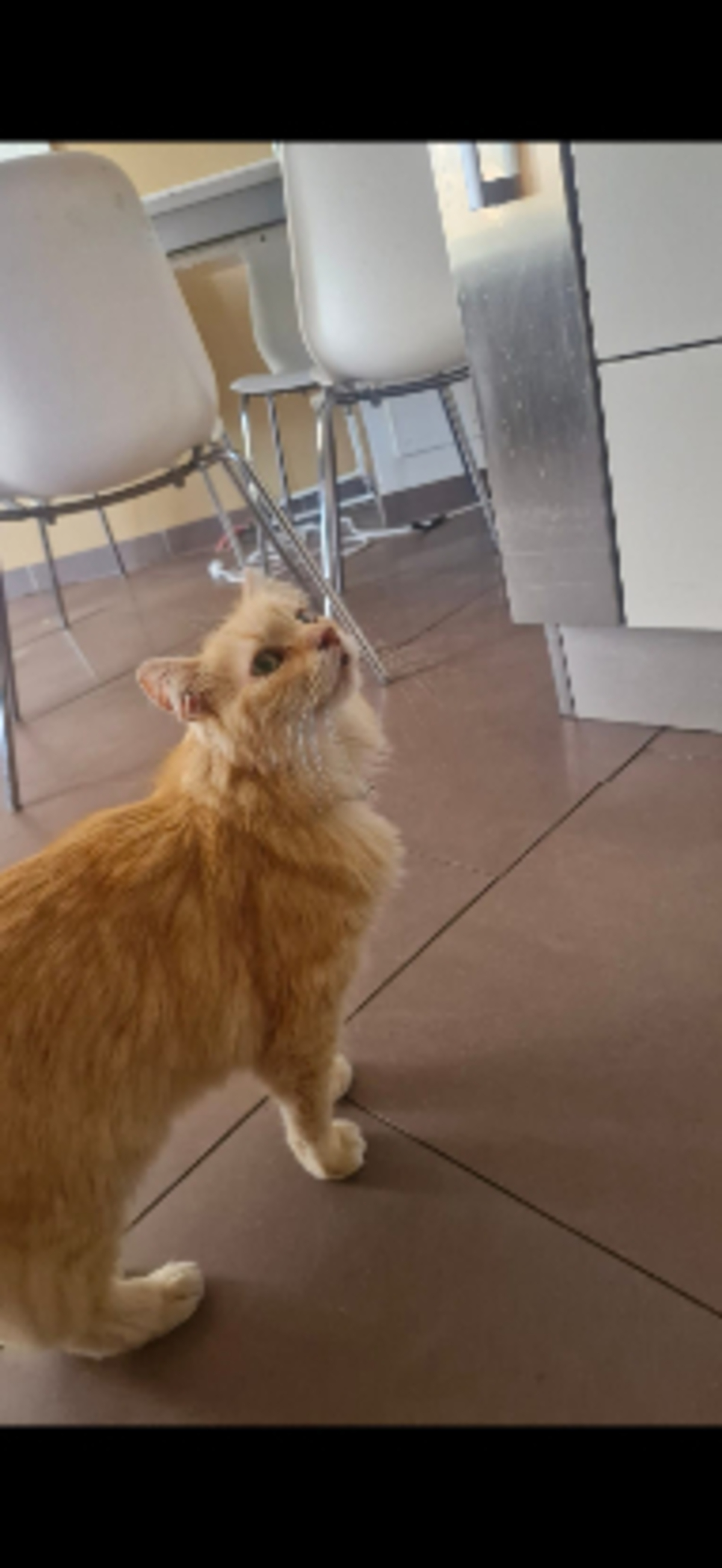 Adoption Indy