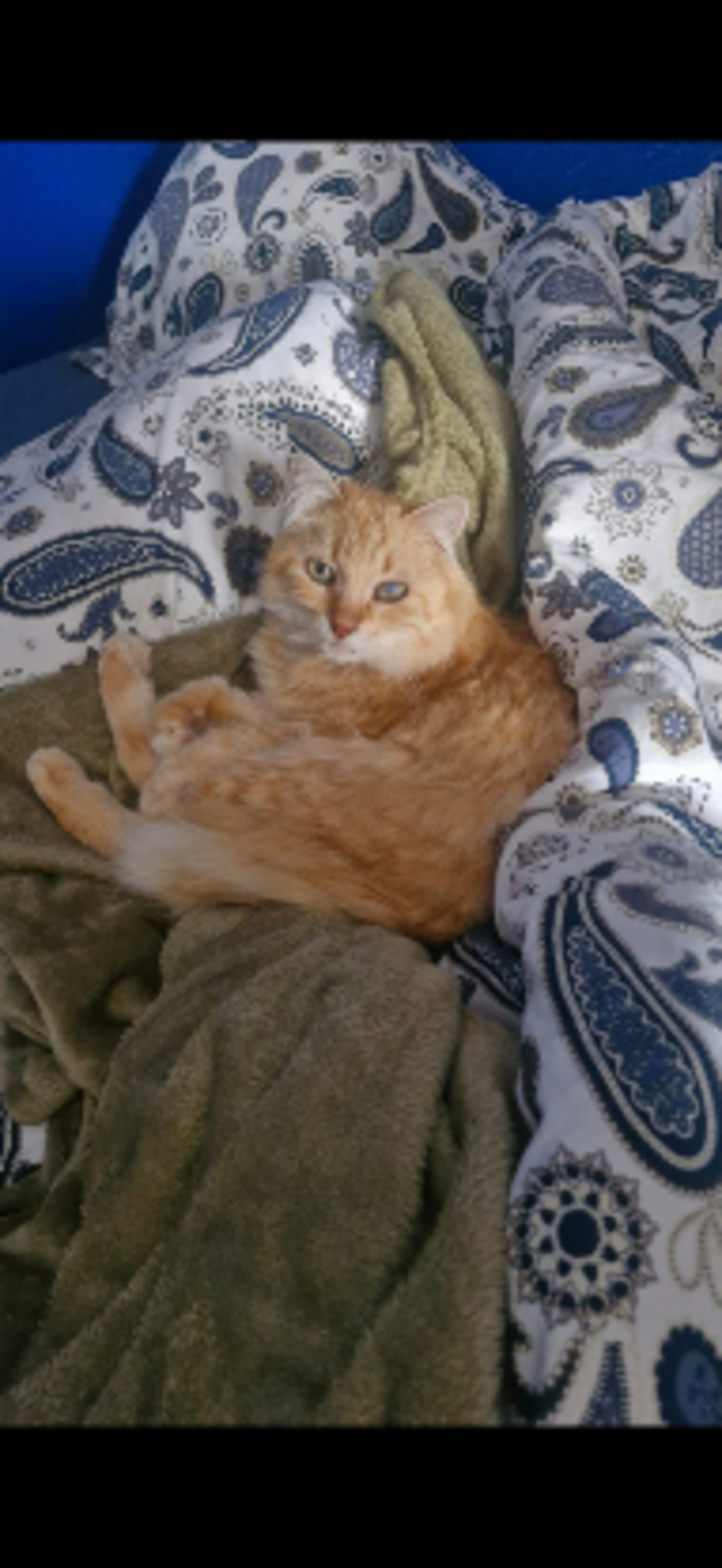 Adoption Indy