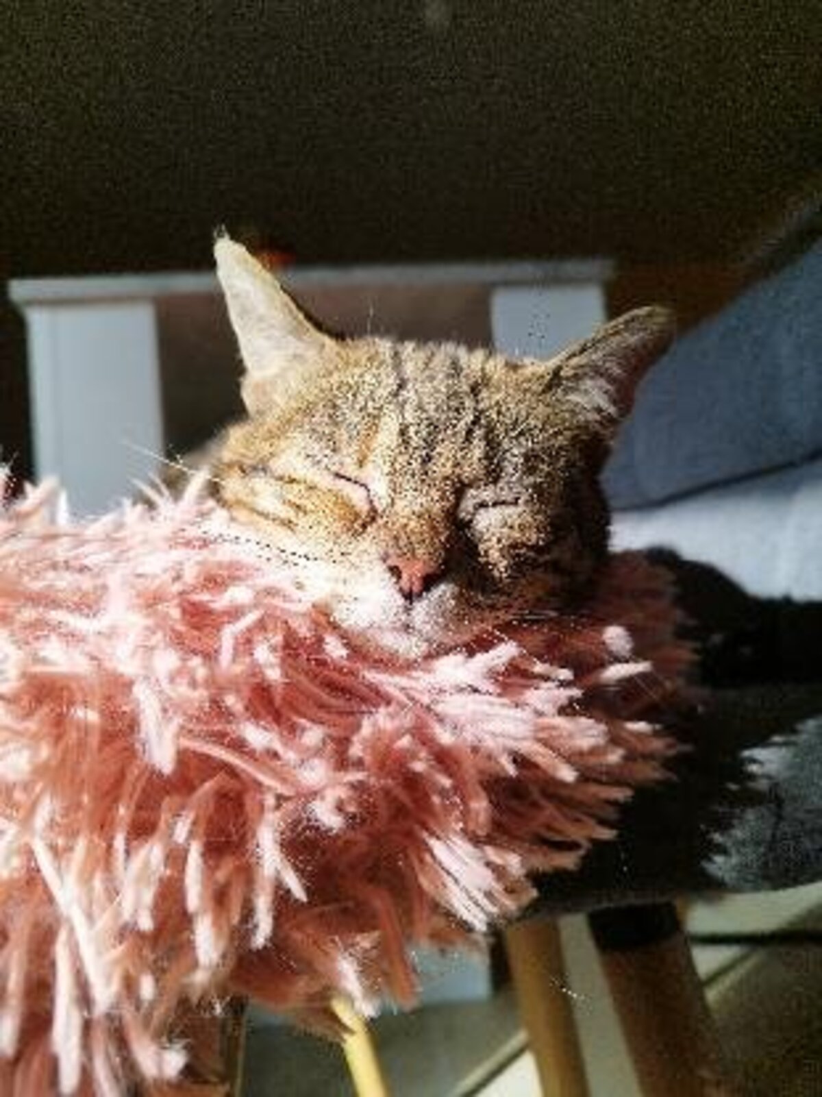 Adoption Iris