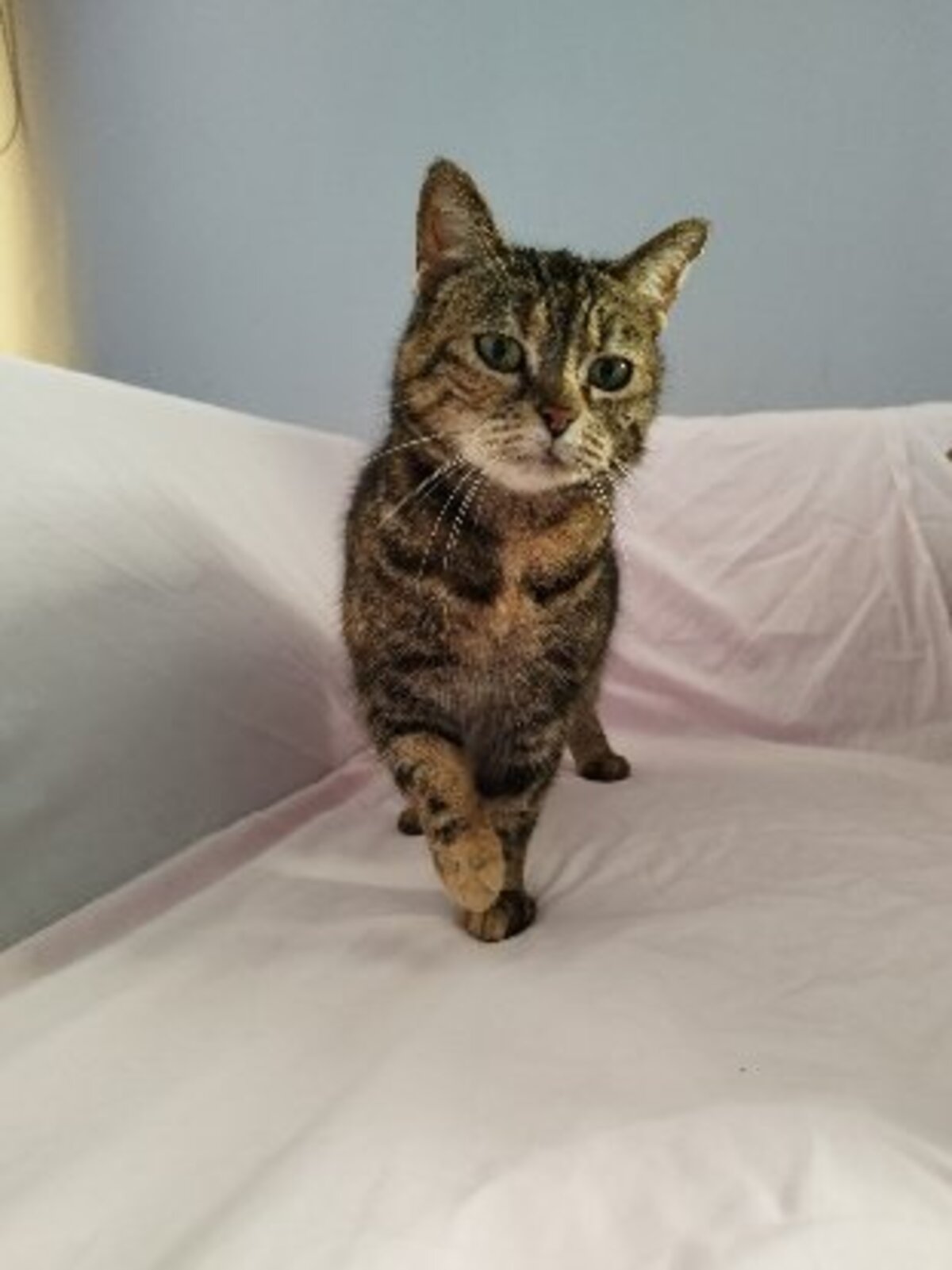 Adoption Iris