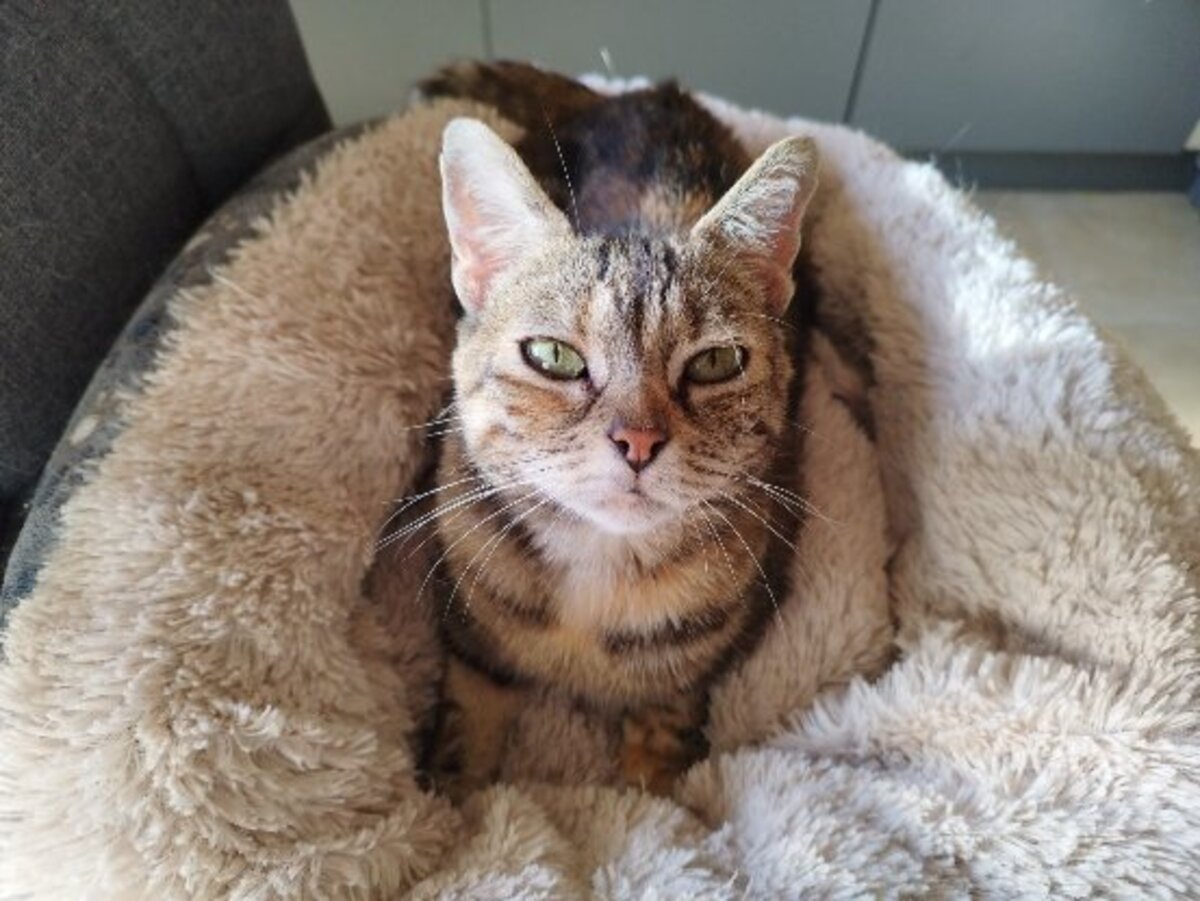 Adoption Iris