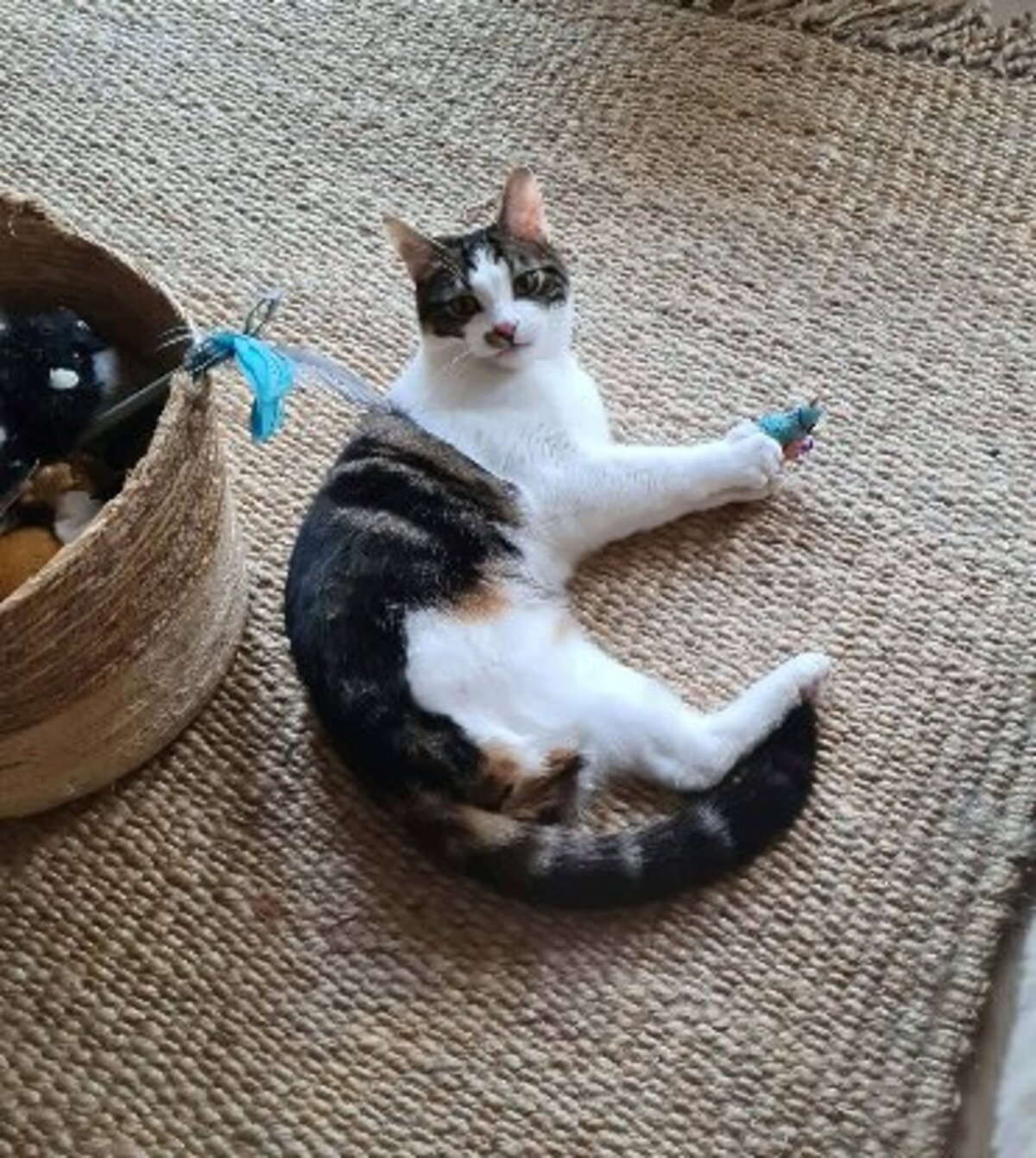 Adoption Iris et hermes
