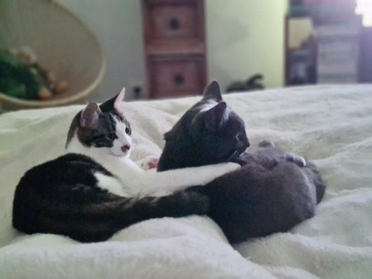 Adoption Iris et hermes
