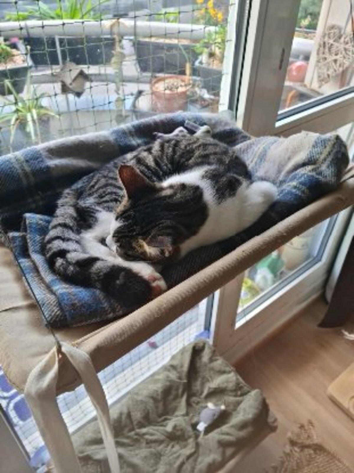 Adoption Iris et hermes