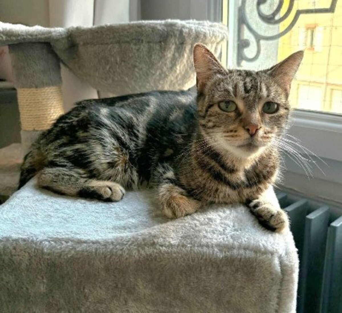 Adoption Iska
