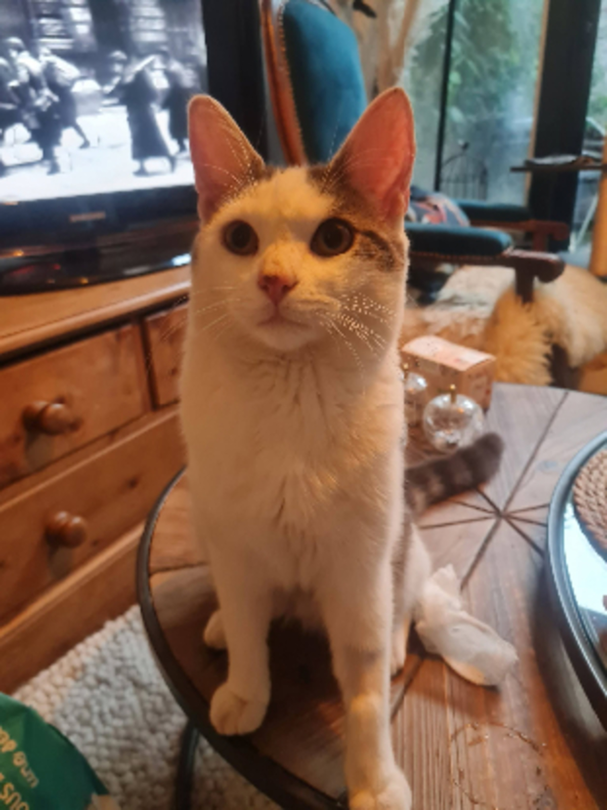 Adoption Jean